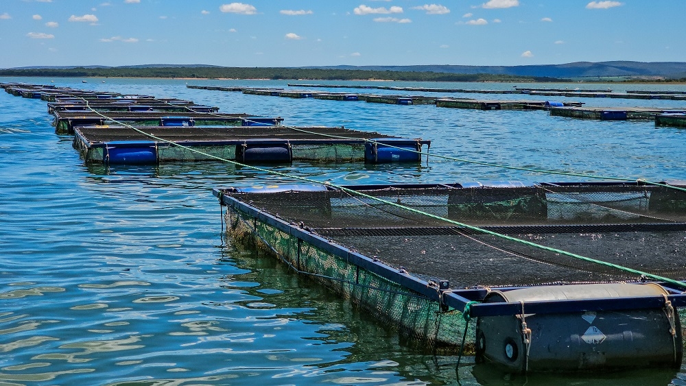 Morada Nova de Minas lidera produção nacional de tilápia e movimenta economia da região de Três Marias