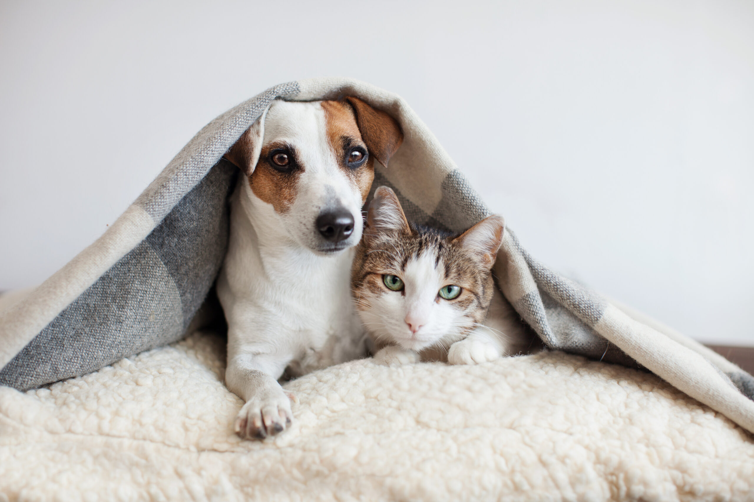 Outono favorece infestação de carrapatos e dermatites em pets e exige prevenção contínua, alertam veterinários